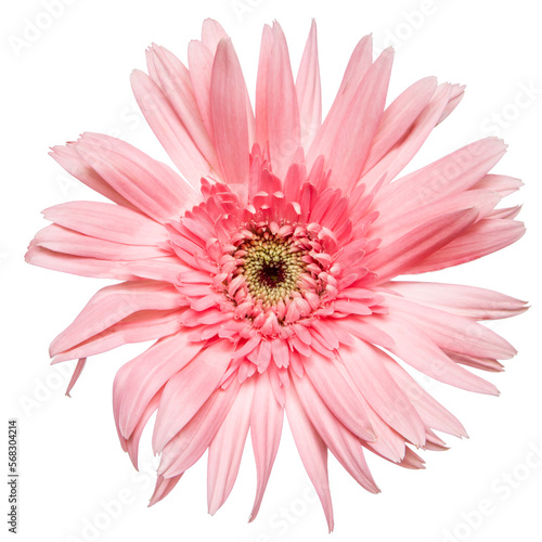 Top view of Pink Gerbera flower isolated on white background.