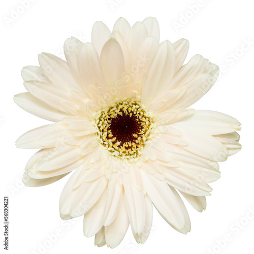 Top view of White Gerbera flower isolated on white background.