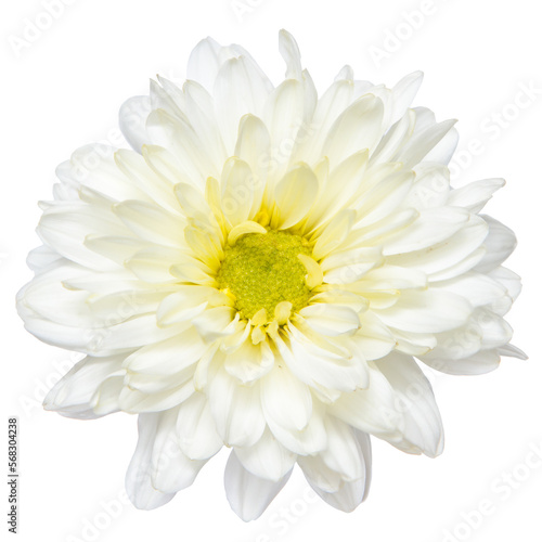 Top view of White Chrysanthemum flower isolated on white background. 