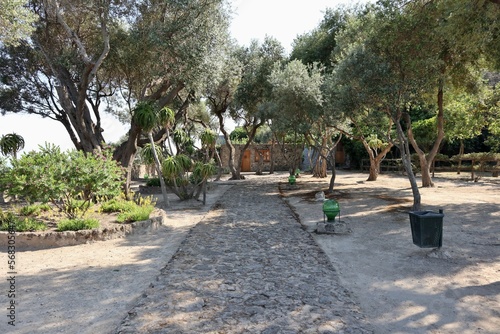 Ischia - Terrazzo degli Ulivi al Castello Aragonese