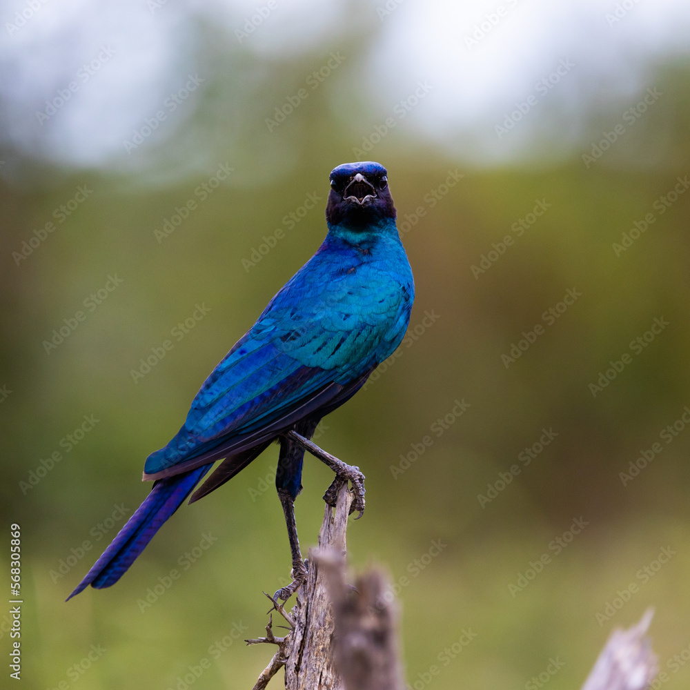 Fototapeta premium a Burchell's starling portrait close up 