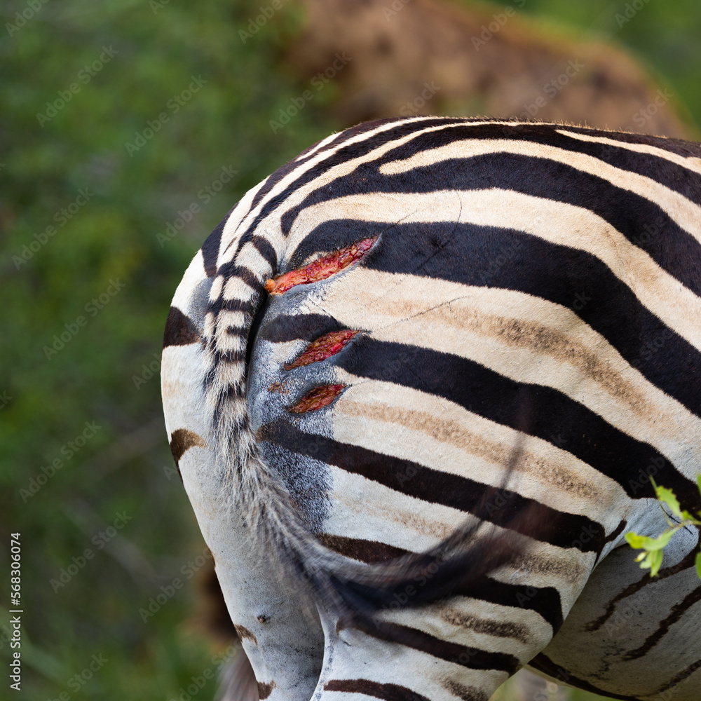 Stockfoto med beskrivningen a zebra with lion claw marks scratched into