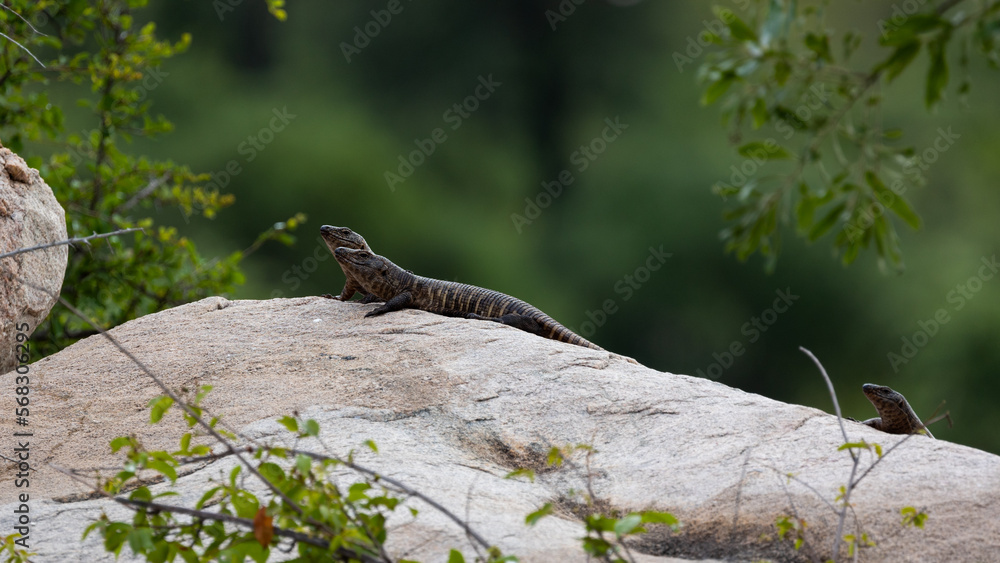 giant plated lizards resting on a boulder giant plated lizards resting on a boulder