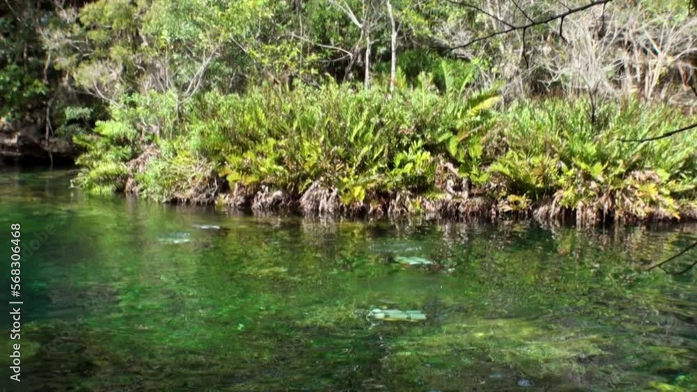 Cave in underground water of underwater Yucatan Mexico cenotes. Diving in clean and clear water. Unique beautiful video footage of wildlife in the underwater world.