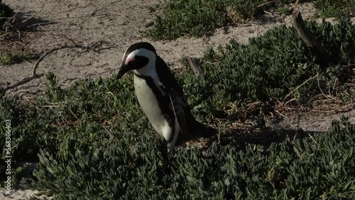 African Penguin walking on the beach, Africa
South Africa Penguin Wildlife, 2022 
