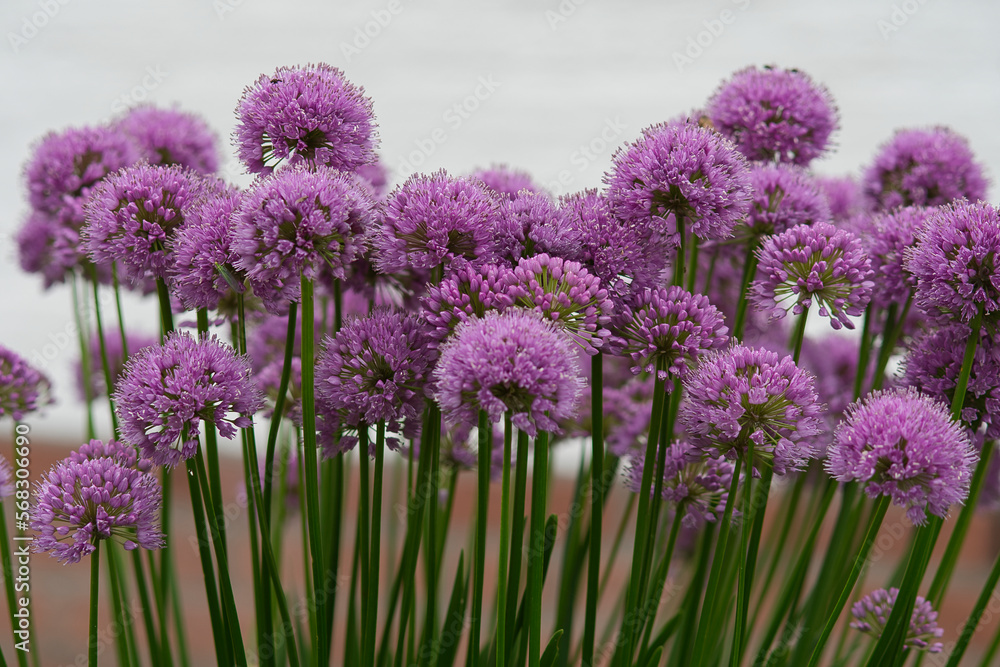 Obraz premium blooming onion flowers close up photo made outside in the Netherlands