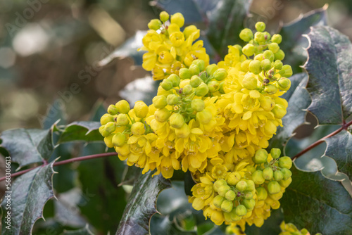 Yellow Asteraciai plant close up photo made outside
