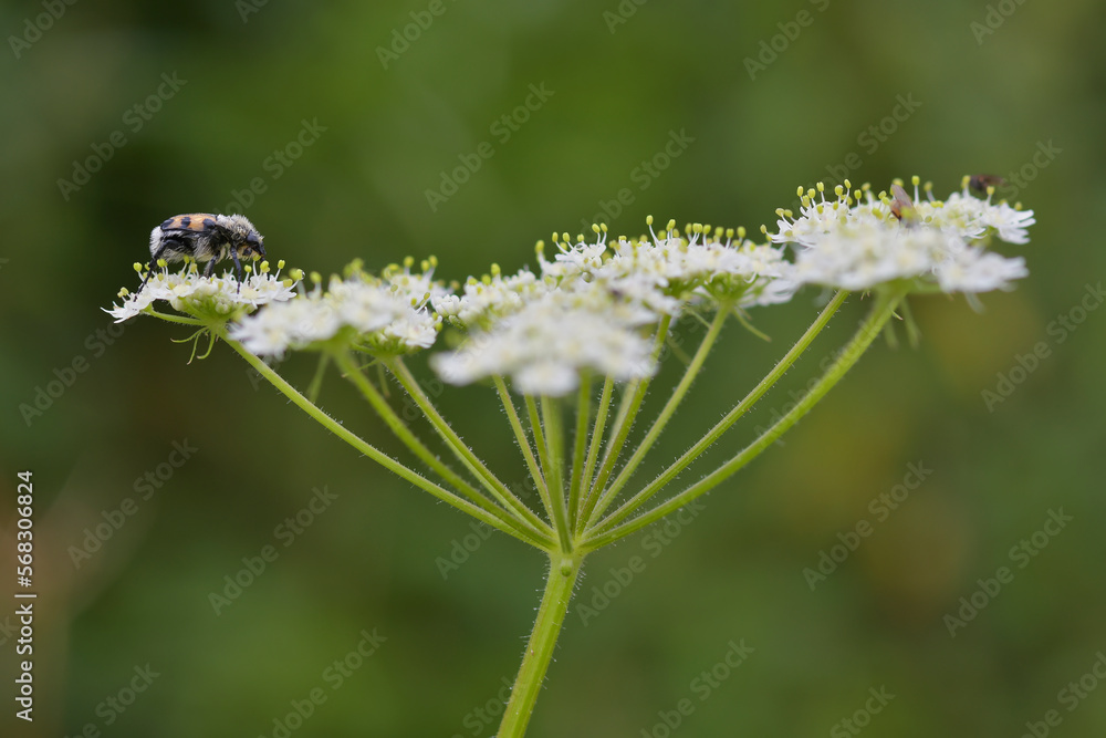 litle gallicus zonnatus insect on a flower litle gallicus zonnatus insect on a flower