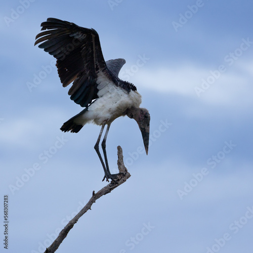 a silhouette of a Marabou stork in a dead tree