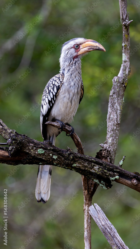 a juvenile yellow-billed hornbill a juvenile yellow-billed hornbill