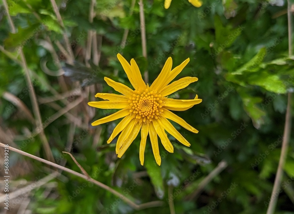 closeup of yellow euryops pectinatus, grey-leaved euryops garden plant, golden euryops Daisy closeup of yellow euryops pectinatus, grey-leaved euryops garden plant, golden euryops Daisy