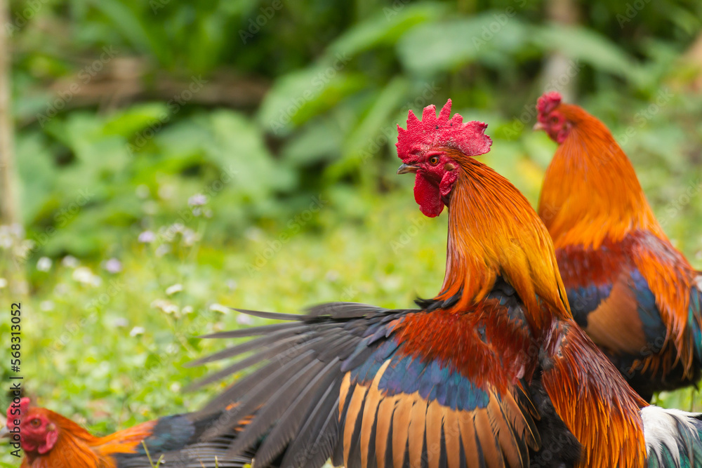 Fototapeta premium Chicken in the green grass.