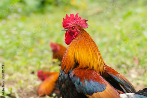 Chicken in the green grass.