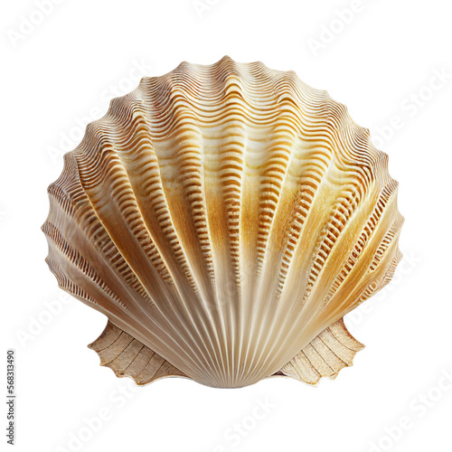 scallop shell (ocean marine animal) isolated on transparent background cutout photo