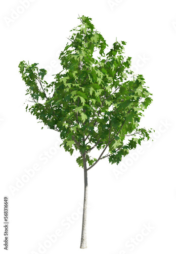  Clone Green tree isolated on white background, Use for visualization in graphic design