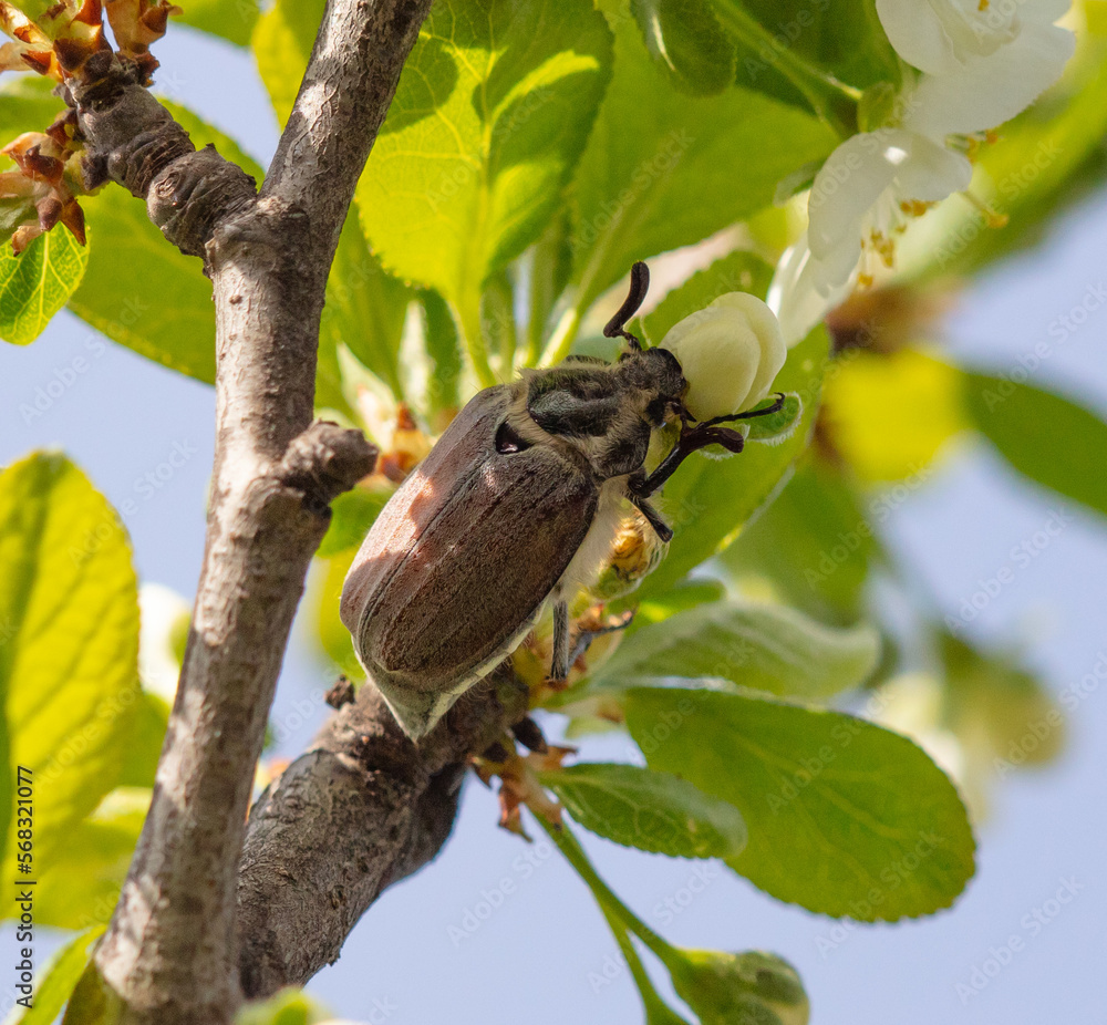Beetles on the flowers of a fruit tree in spring. Beetles on the flowers of a fruit tree in spring.