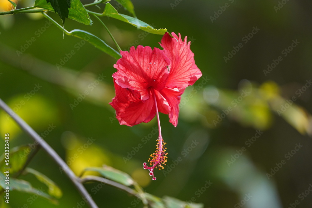 Obraz premium Red hibiscus flower