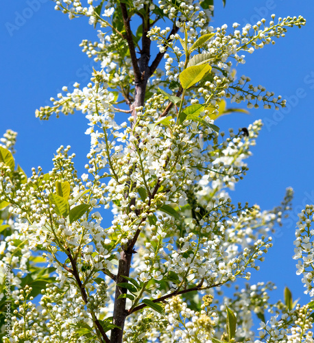 Flowers on a fruit tree against the blue sky in spring.