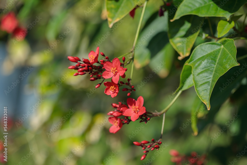 Orange-red blossoms of a peregrina bush (Jatropha integerrima). Orange-red blossoms of a peregrina bush (Jatropha integerrima).