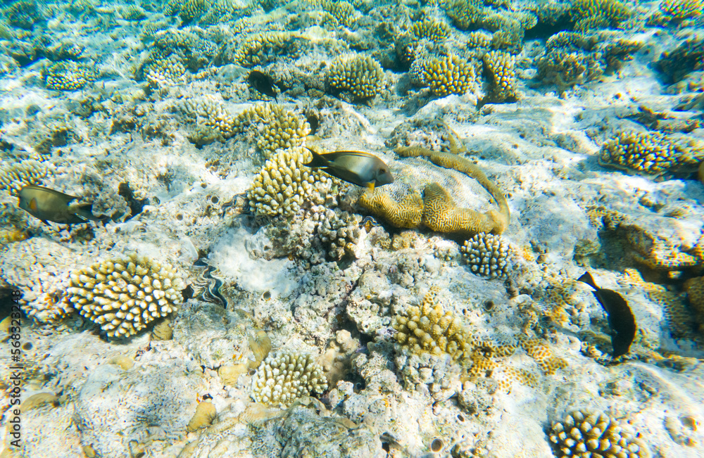 Fototapeta premium Coral reef under sea water.