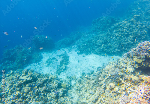 Coral reef under sea water. © schankz