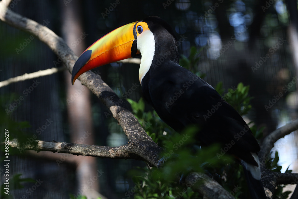 The toco toucan bird on the wood tree The toco toucan bird on the wood tree