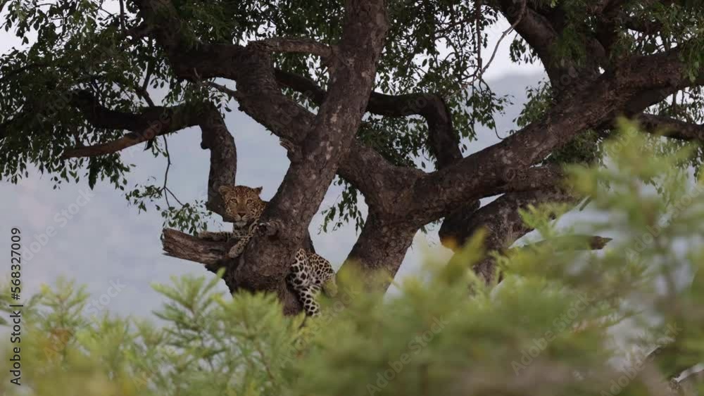 Leopardess giving a yawn high up in a tree Leopardess giving a yawn high up in a tree