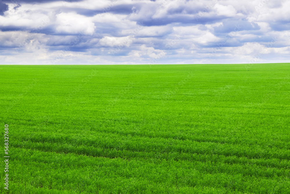 Fototapeta premium Green grass field and clouds.
