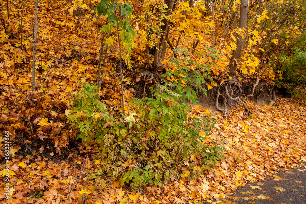 Sandy escarpment by the road under autumn yellow leaves. Day. Sandy escarpment by the road under autumn yellow leaves. Day.