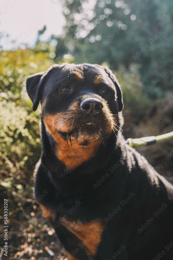Large specimen of American line rottweiler Large specimen of American line rottweiler