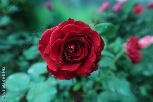 red rose for symbol of love and valentine day whishes