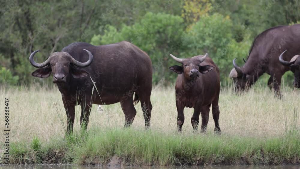 African buffalo cow and calf African buffalo cow and calf