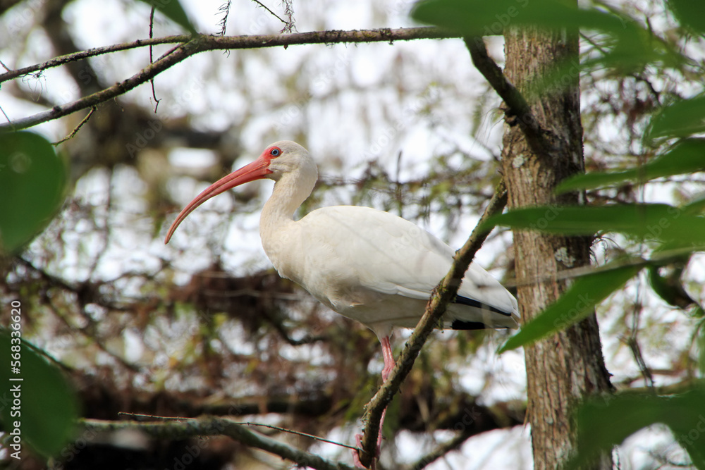 White Ibis Bird Corkscrew Swamp Sanctuary Audubon Naples Florida White Ibis Bird Corkscrew Swamp Sanctuary Audubon Naples Florida
