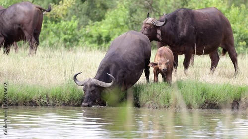 Cape buffalo cow getting into the waterhole
