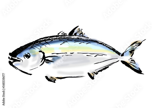 鰤の手描き和風イラスト