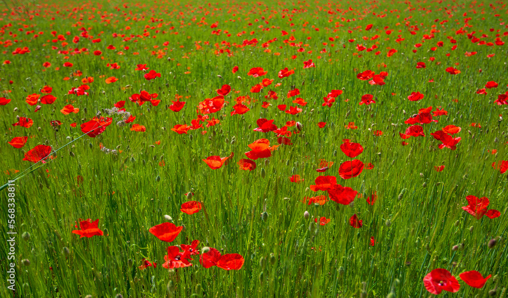 a beautiful field of poppies in spring