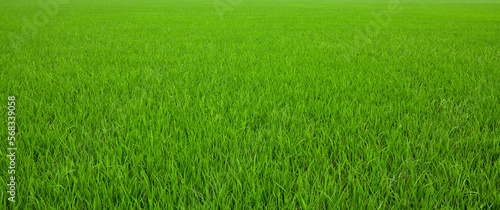 Landscape view of green grass field.