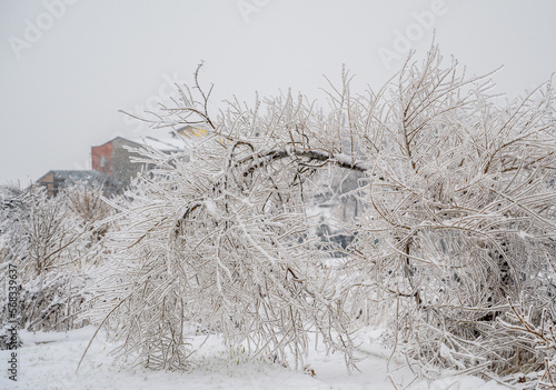 Branches covered with a crust of ice after icy rain. Natural disaster.