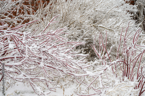 Branches covered with a crust of ice after icy rain. Natural disaster.