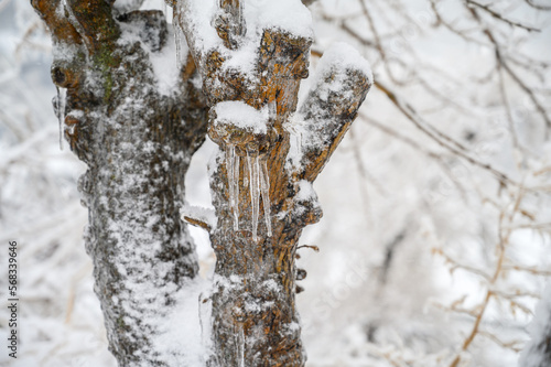 Branches covered with a crust of ice after icy rain. Natural disaster.