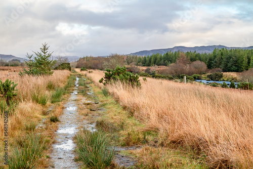The way to Tullyard wood by Ardara in County Donegal - Ireland