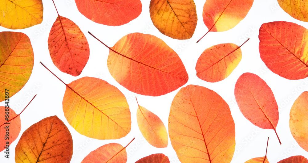 red smoke bush leaf on a white background red smoke bush leaf on a white background