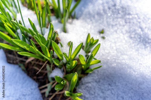 Spring is coming. Fresh juicy tulip crocus sprouts sharpen from under the snow
