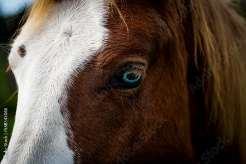 brown horse with blue eyes