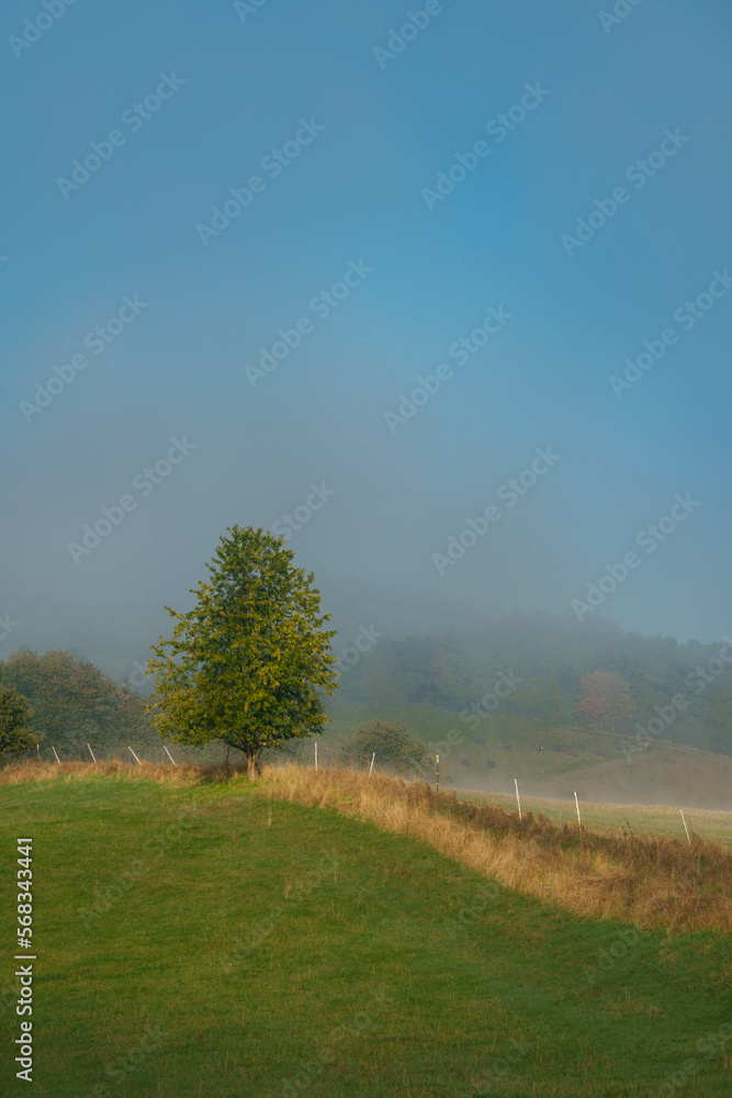 Fototapeta premium Baum in Nebelstimmung, Felder und Weg