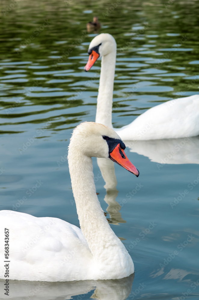 Fototapeta premium White swans swimming in the lake