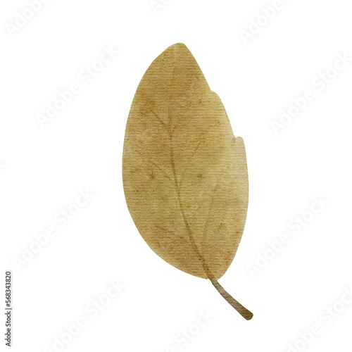 Watercolor Dry leaf 