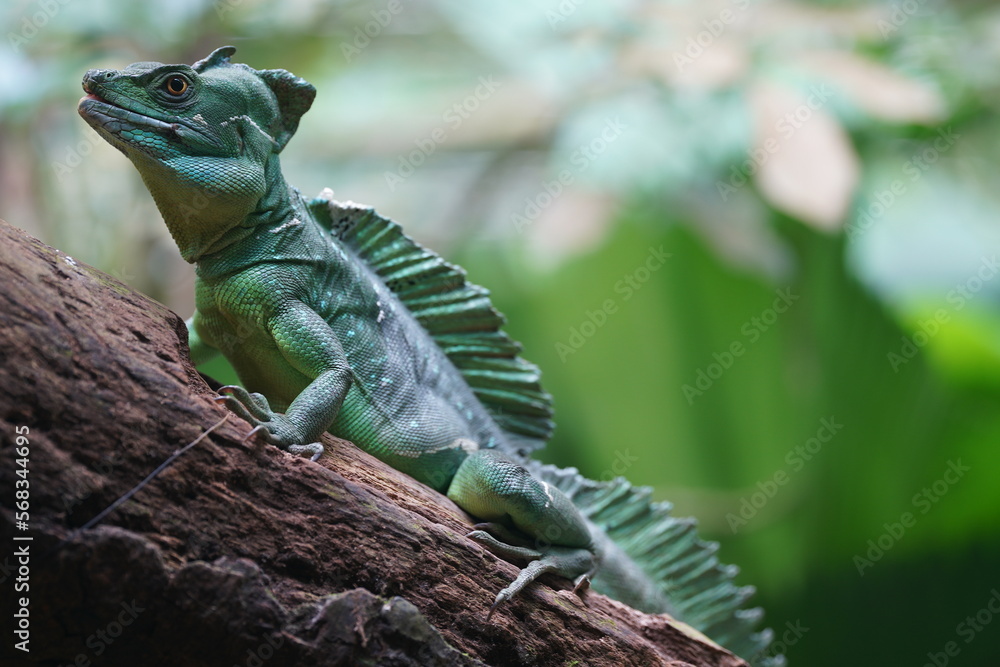 Fototapeta premium Green Crested Basilisk 