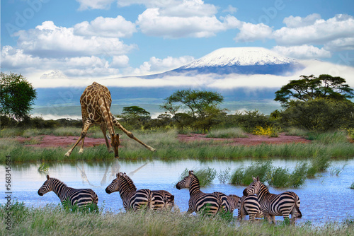 Giraffen und der Kilimandscharo im Amboseli Nationalpark 