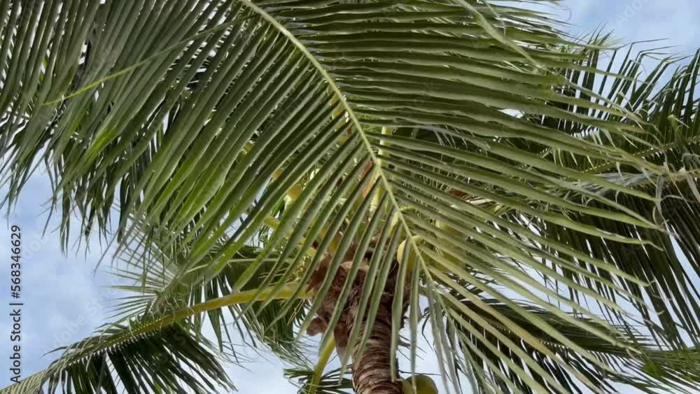 Coconut trees. Scenic view tall coconut palm tree with sun light when looking up blue sky. Looking up at Palm Trees on the beach. Tropical scene. Bottom view of a coconut bunch, close up. High quality Coconut trees. Scenic view tall coconut palm tree with sun light when looking up blue sky. Looking up at Palm Trees on the beach. Tropical scene. Bottom view of a coconut bunch, close up. High quality